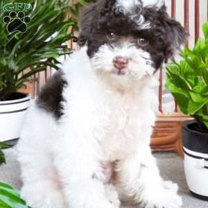 Archie, Miniature Poodle Puppy