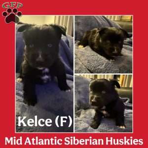 Kelce, Siberian Husky Puppy