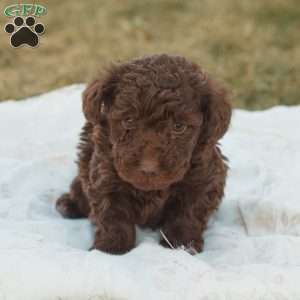 Leo, Toy Poodle Puppy