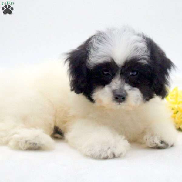Faith, Teddy Bear Puppy