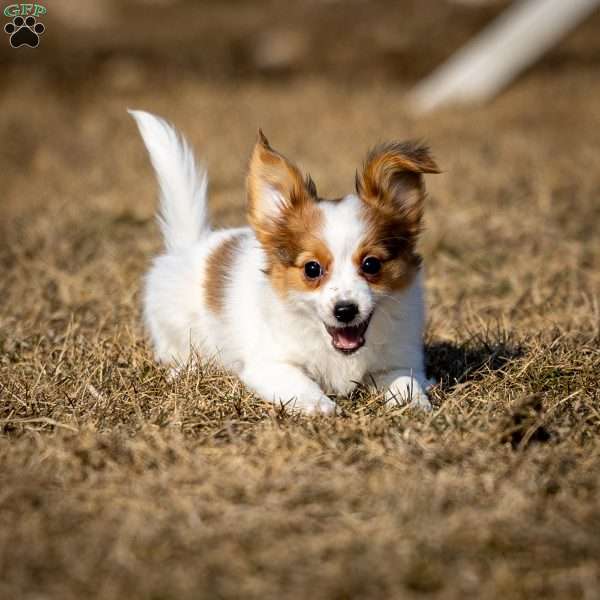 Fansie, Papillon Puppy