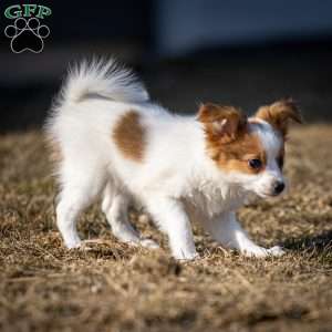 Fansie, Papillon Puppy