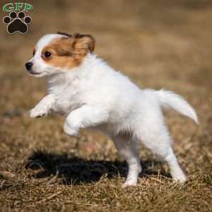 Fansie, Papillon Puppy