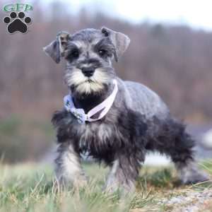 Faye, Miniature Schnauzer Puppy