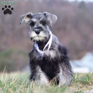 Faye, Miniature Schnauzer Puppy