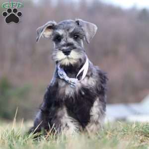 Faye, Miniature Schnauzer Puppy