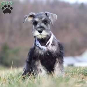 Faye, Miniature Schnauzer Puppy