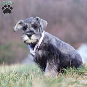 Faye, Miniature Schnauzer Puppy