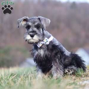 Faye, Miniature Schnauzer Puppy