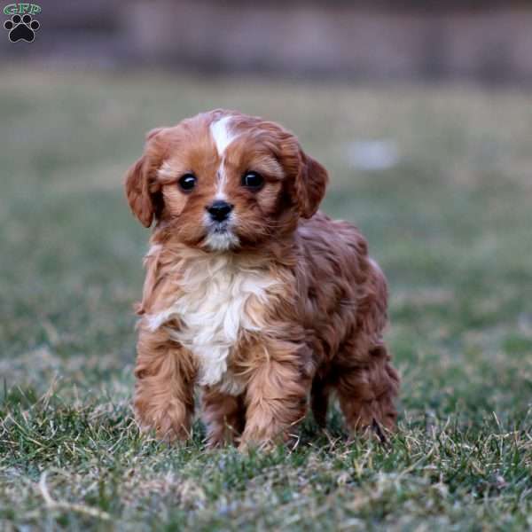 Faye, Cavapoo Puppy