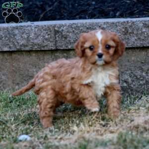 Faye, Cavapoo Puppy