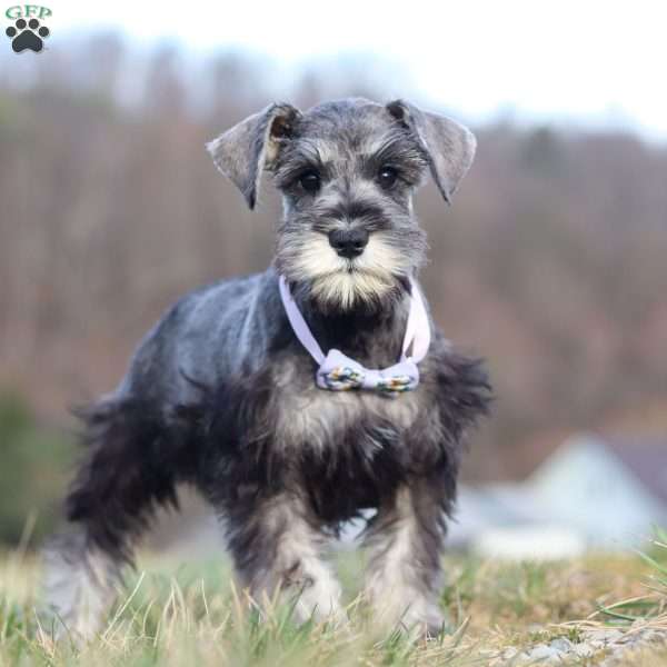 Faye, Miniature Schnauzer Puppy