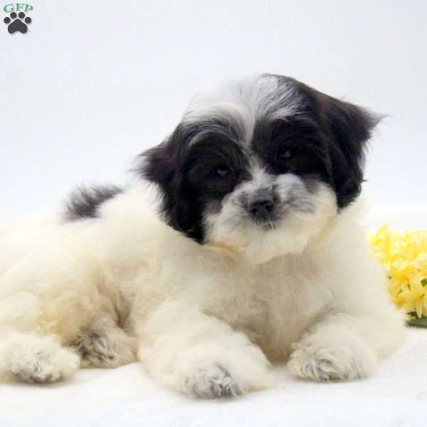 Fayette, Teddy Bear Puppy