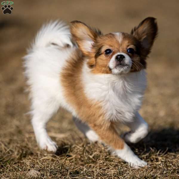 FeeFee, Papillon Puppy