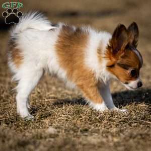 FeeFee, Papillon Puppy