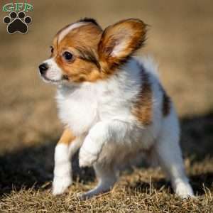 FeeFee, Papillon Puppy