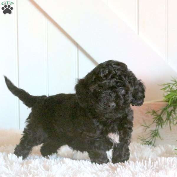 Felix, Cavapoo Puppy