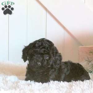 Felix, Cavapoo Puppy