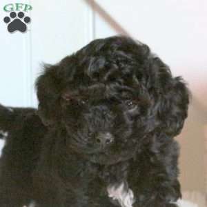 Felix, Cavapoo Puppy