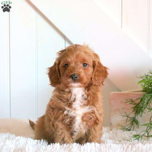 Fern, Cavapoo Puppy