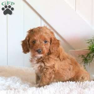 Fern, Cavapoo Puppy