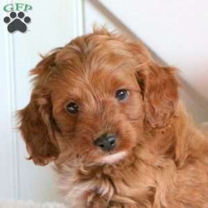 Fern, Cavapoo Puppy