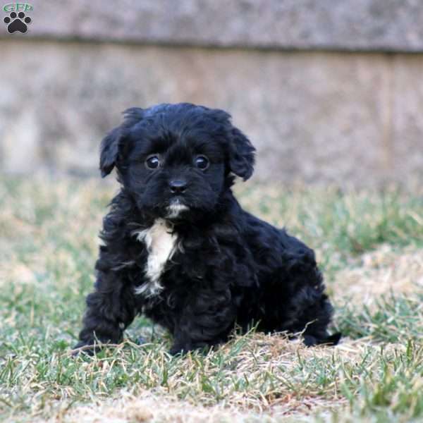 Fern, Cavapoo Puppy