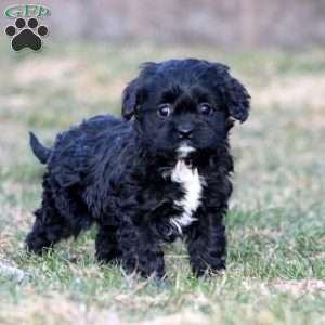 Fern, Cavapoo Puppy