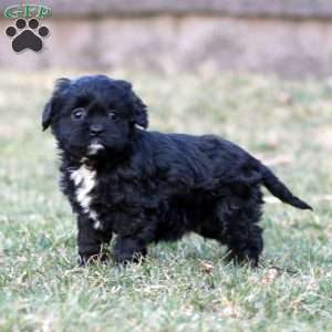 Fern, Cavapoo Puppy