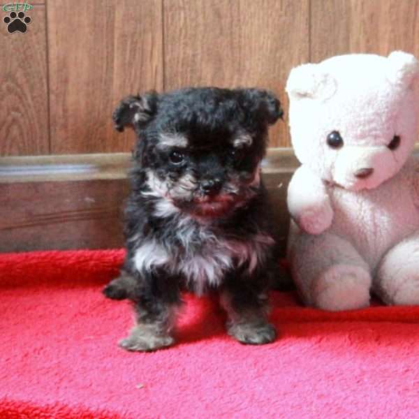 Firefly, Maltipoo Puppy