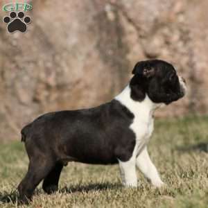 Flash, Boston Terrier Puppy