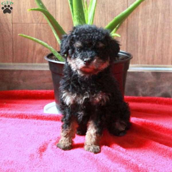 Flash, Maltipoo Puppy