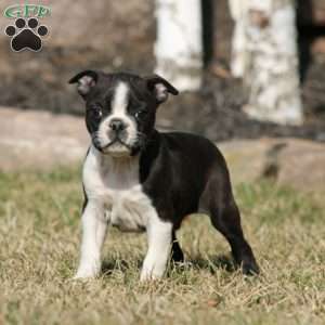 Flash, Boston Terrier Puppy