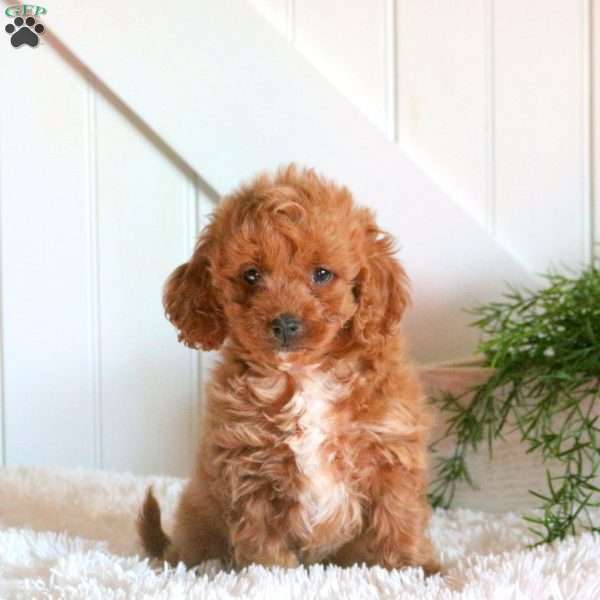 Fletcher, Cavapoo Puppy