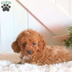 Fletcher, Cavapoo Puppy