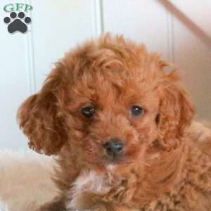 Fletcher, Cavapoo Puppy