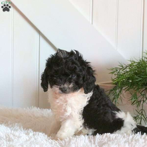 Flynn, Cavapoo Puppy