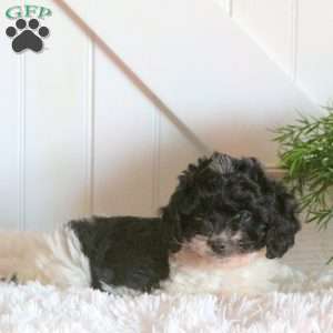 Flynn, Cavapoo Puppy