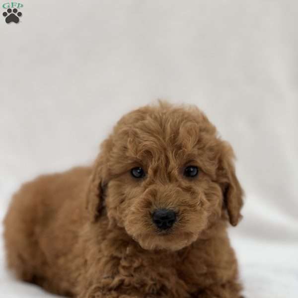 Flynn, Mini Goldendoodle Puppy