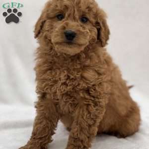 Flynn, Mini Goldendoodle Puppy