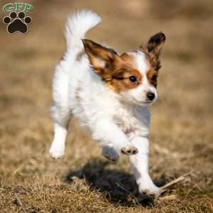 Forest, Papillon Puppy