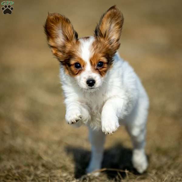 Forest, Papillon Puppy