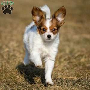 Forest, Papillon Puppy