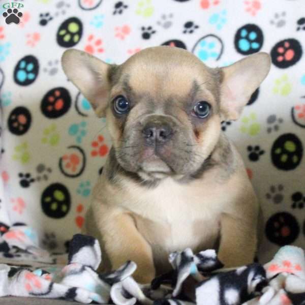 Fran, French Bulldog Puppy