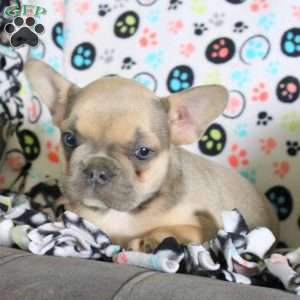 Fran, French Bulldog Puppy