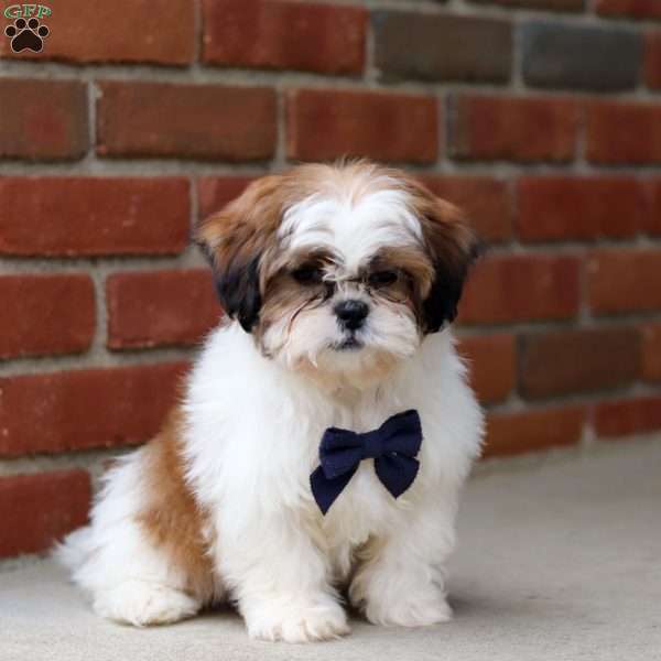 Frankie, Shih Tzu Puppy