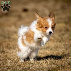 Fraser, Papillon Puppy