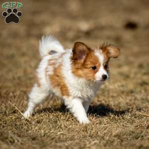 Fraser, Papillon Puppy