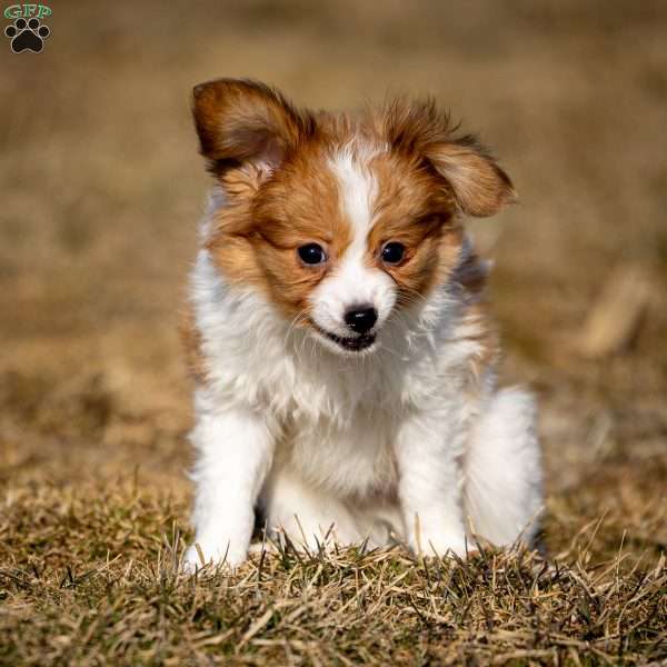 Fraser, Papillon Puppy