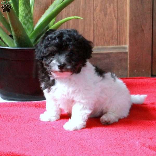 Frisky, Maltipoo Puppy